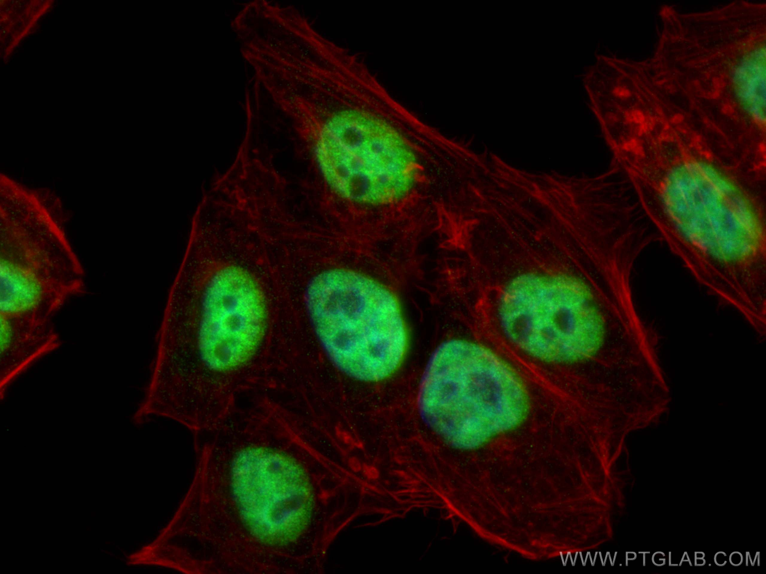 Immunofluorescence (IF) / fluorescent staining of HepG2 cells using HuR/ELAVL1 Monoclonal antibody (66549-1-Ig)