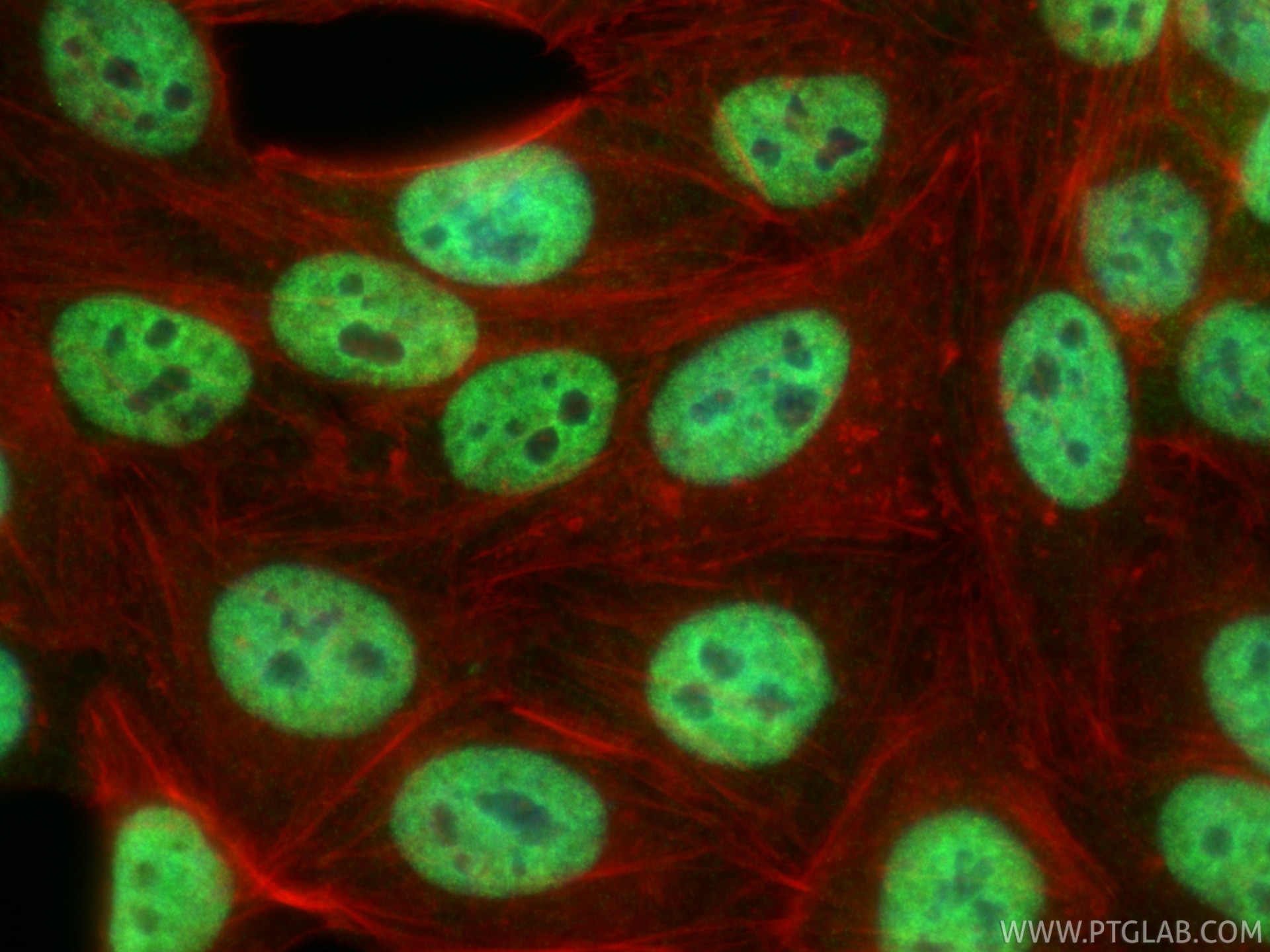 Immunofluorescence (IF) / fluorescent staining of HepG2 cells using HuR/ELAVL1 Monoclonal antibody (66549-1-Ig)