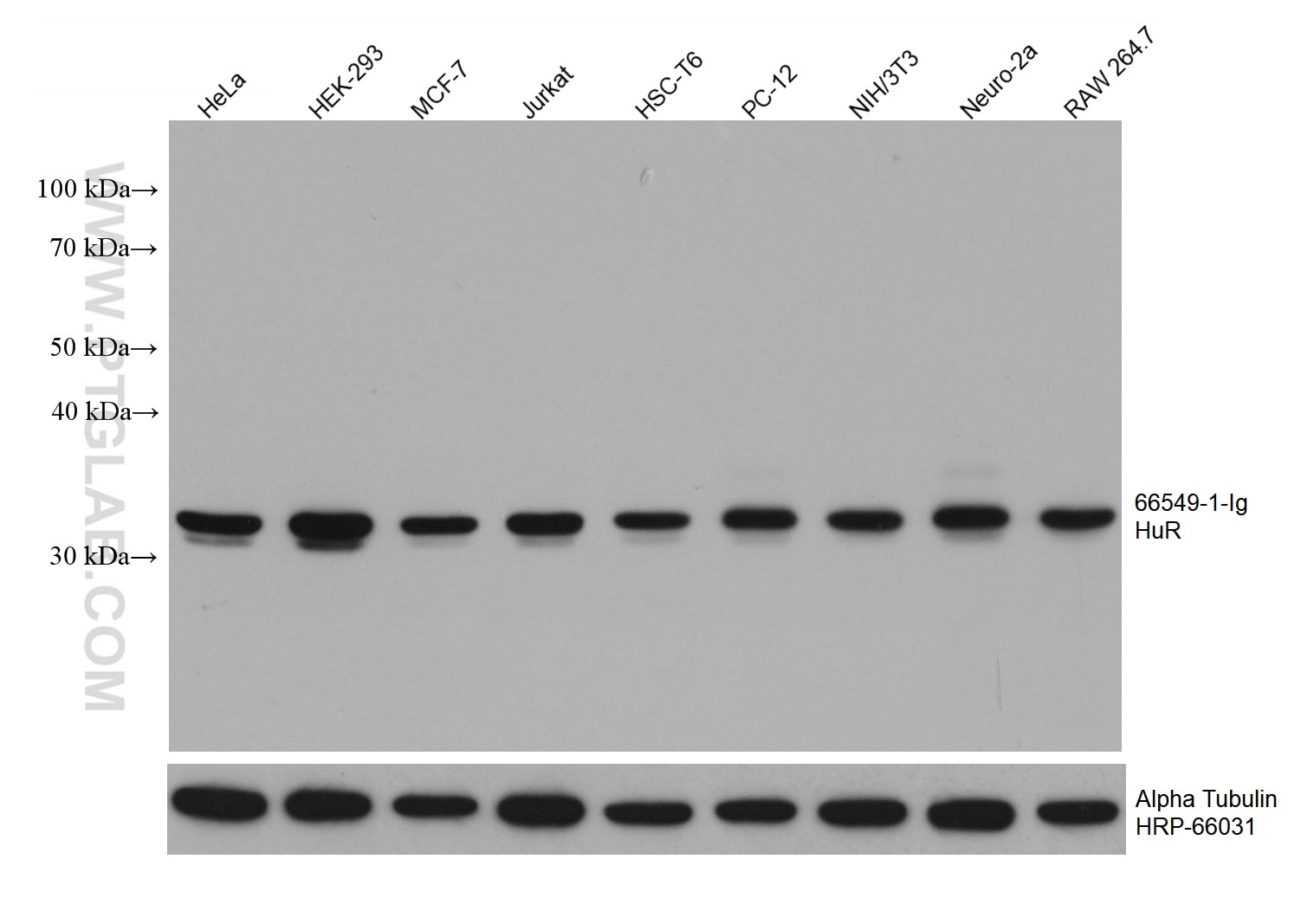 Western Blot (WB) analysis of various lysates using HuR/ELAVL1 Monoclonal antibody (66549-1-Ig)