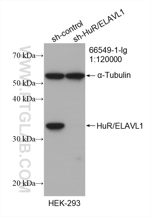 Western Blot (WB) analysis of HEK-293 cells using HuR/ELAVL1 Monoclonal antibody (66549-1-Ig)