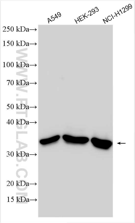 Western Blot (WB) analysis of various lysates using HuR/ELAVL1 Monoclonal antibody (66549-1-Ig)