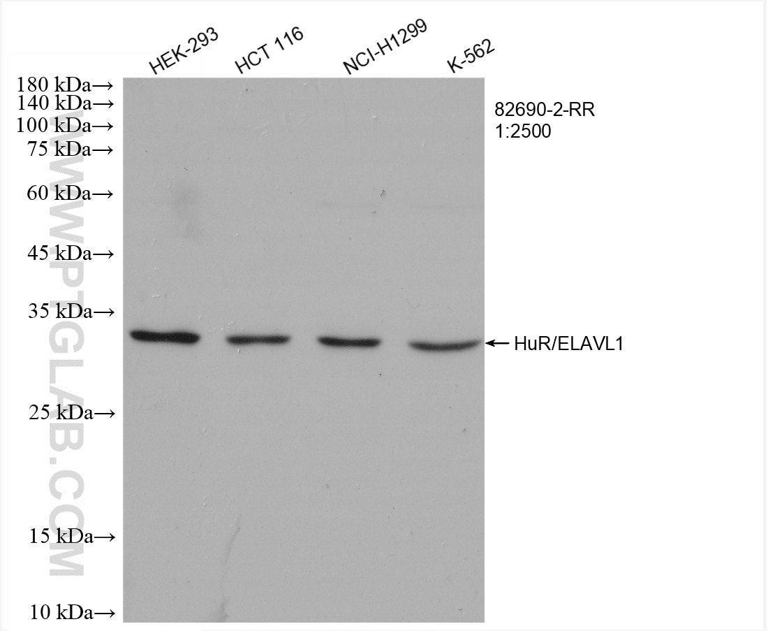 Western Blot (WB) analysis of various lysates using HuR/ELAVL1 Recombinant antibody (82690-2-RR)