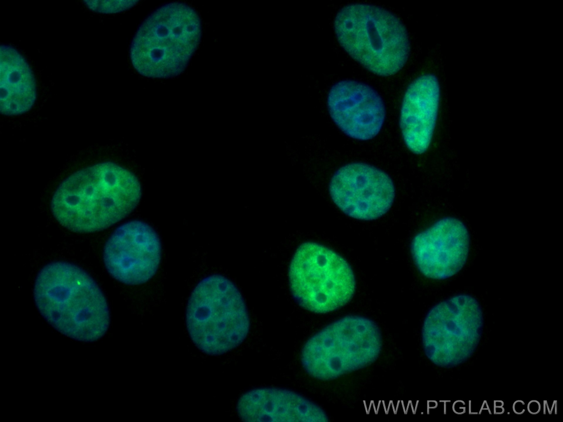 Immunofluorescence (IF) / fluorescent staining of MCF-7 cells using CoraLite® Plus 488-conjugated HuR/ELAVL1 Polyclona (CL488-11910)