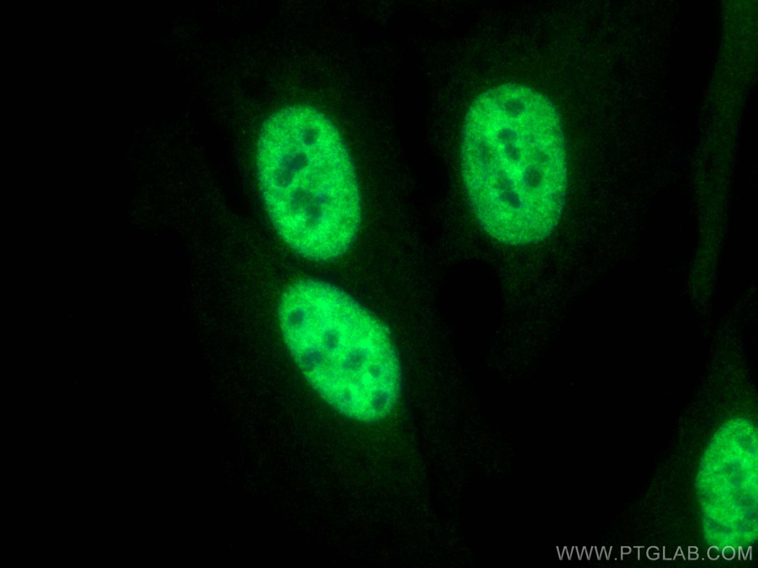 Immunofluorescence (IF) / fluorescent staining of HeLa cells using CoraLite® Plus 488-conjugated HuR/ELAVL1 Polyclona (CL488-11910)