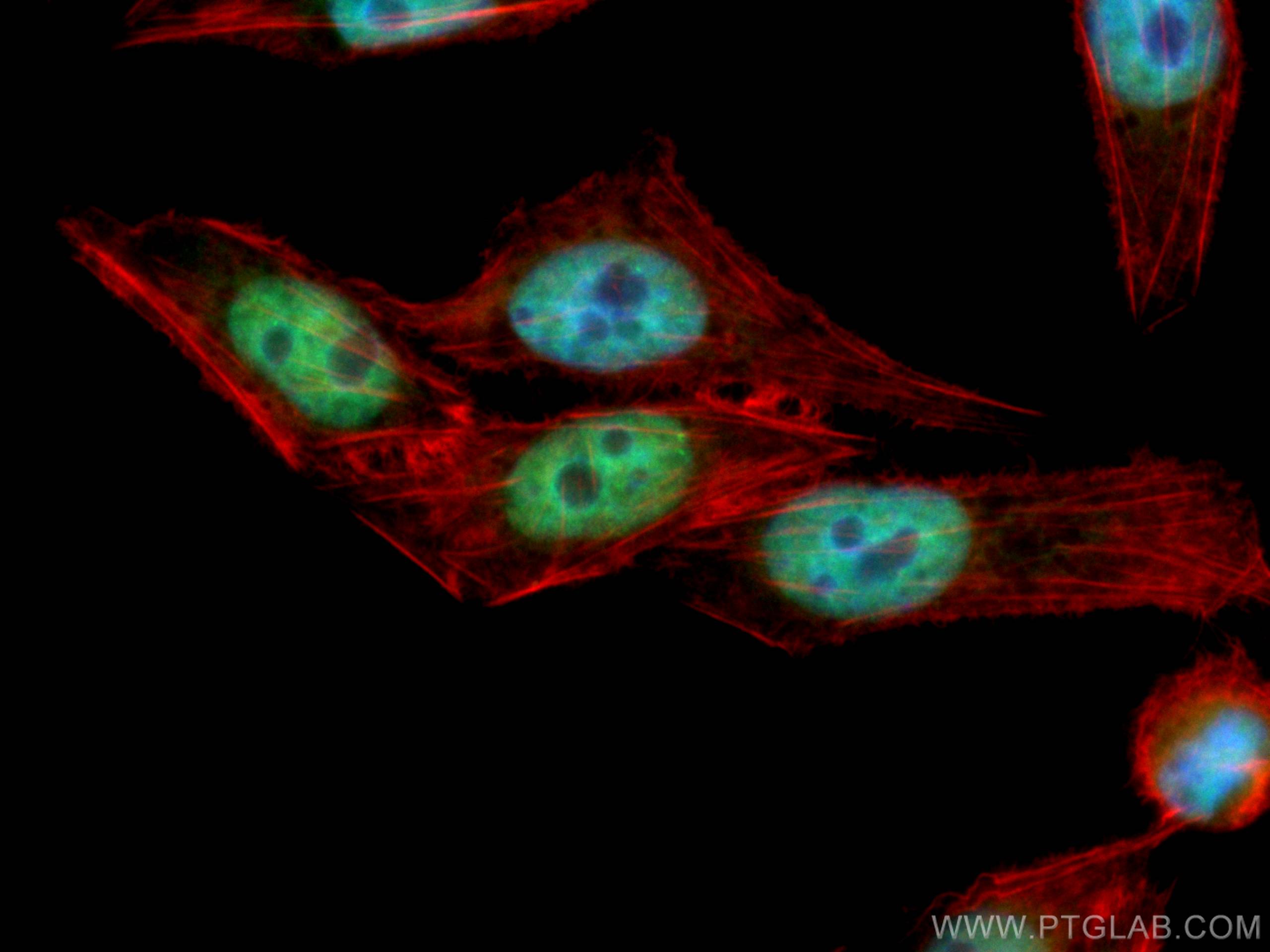 Immunofluorescence (IF) / fluorescent staining of L02 cells using CoraLite® Plus 488-conjugated HuR/ELAVL1 Monoclona (CL488-66549)