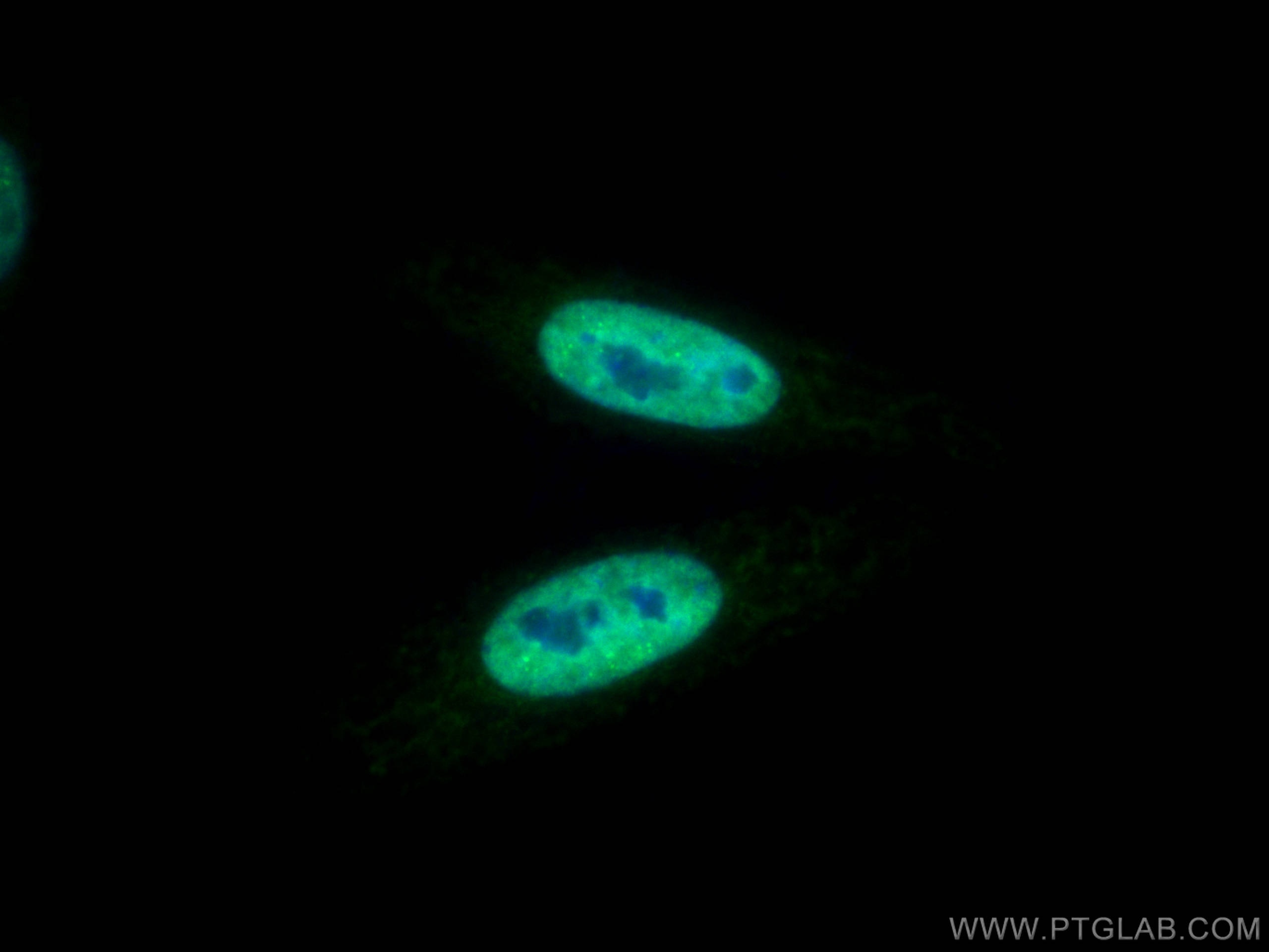 Immunofluorescence (IF) / fluorescent staining of HepG2 cells using CoraLite® Plus 488-conjugated HuR/ELAVL1 Monoclona (CL488-66549)