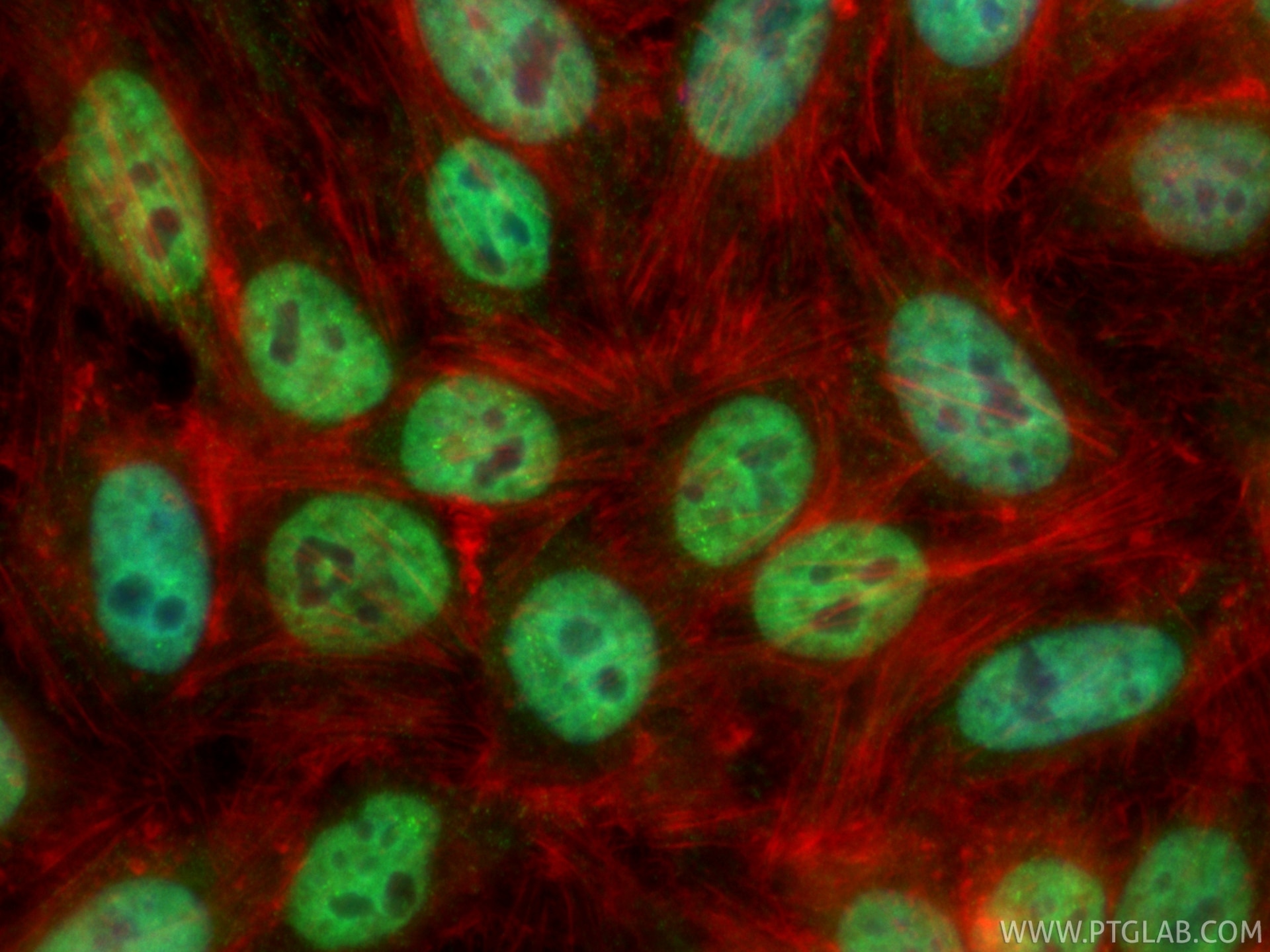 IF Staining of HepG2 using CL488-66549 Immunofluorescence (IF) / fluorescent staining of HepG2 cells using CoraLite® Plus 488-conjugated HuR/ELAVL1 Monoclona (CL488-66549)