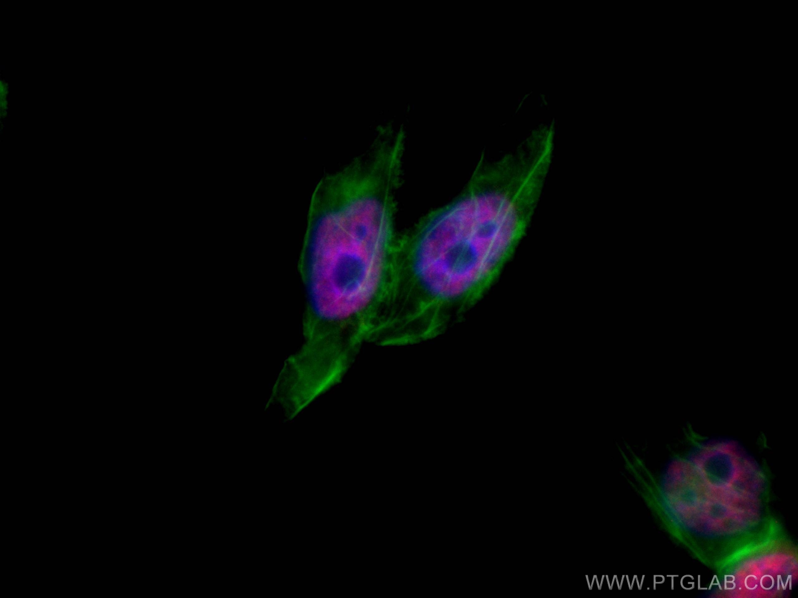 Immunofluorescence (IF) / fluorescent staining of L02 cells using CoraLite®594-conjugated HuR/ELAVL1 Monoclonal anti (CL594-66549)