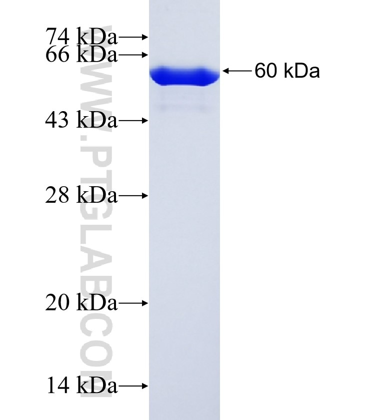 HuR fusion protein Ag2249 SDS-PAGE