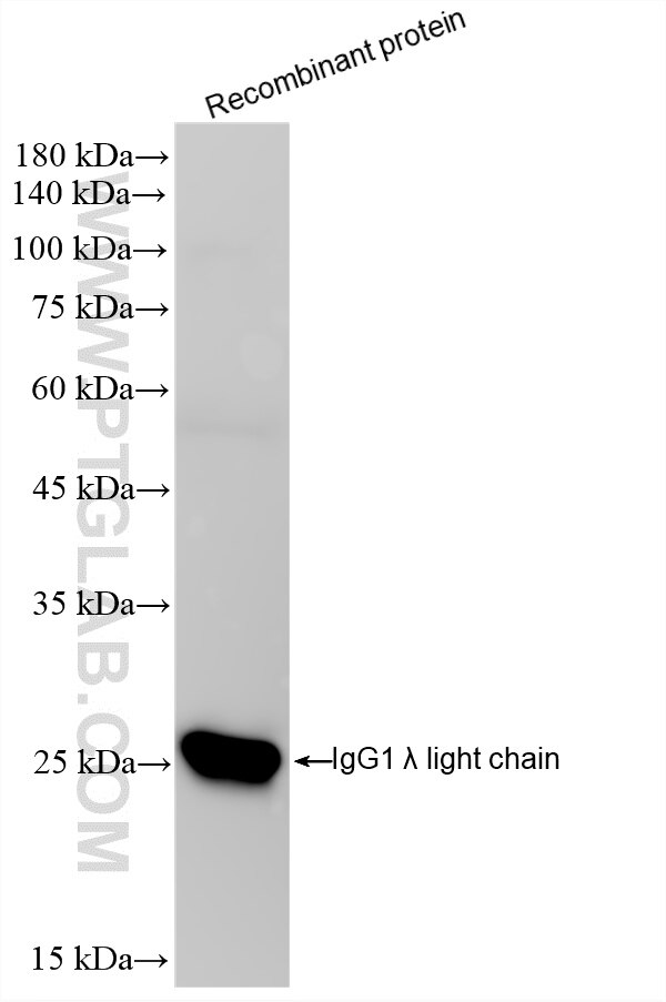 WB analysis of Recombinant protein using 87680-2-RR Western Blot (WB) analysis of Recombinant protein using Human Ig Lambda Light Chain Recombinant monoclonal (87680-2-RR)