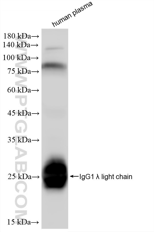 WB analysis of human plasma using 87680-2-RR Western Blot (WB) analysis of human plasma using Human Ig Lambda Light Chain Recombinant monoclonal (87680-2-RR)