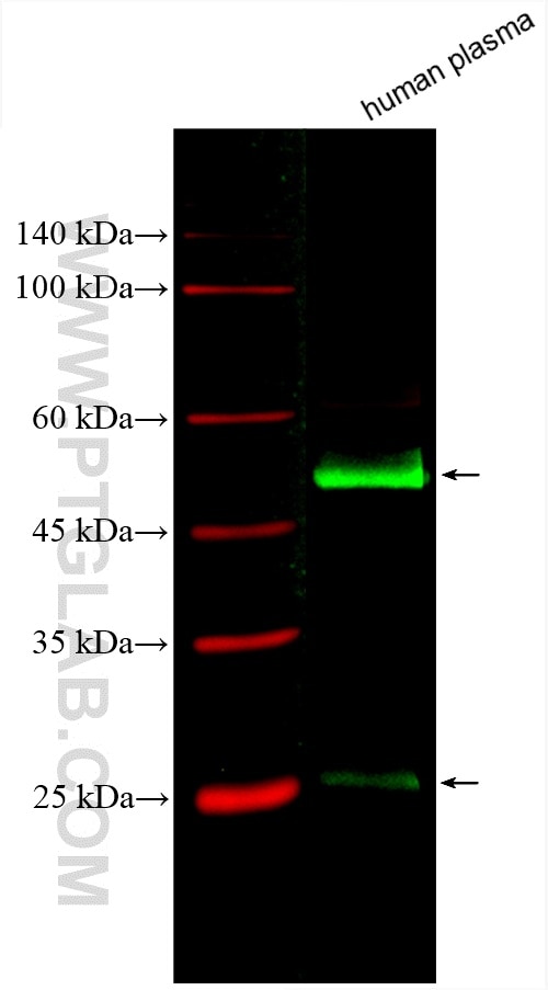 Western Blot (WB) analysis of various lysates using CoraLite® Plus 488-conjugated Human IgG Polyclonal (CL488-10284)