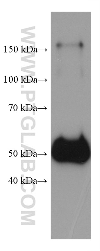 Western Blot (WB) analysis of human plasma using Human IgG Heavy chain Monoclonal antibody (67760-1-Ig)