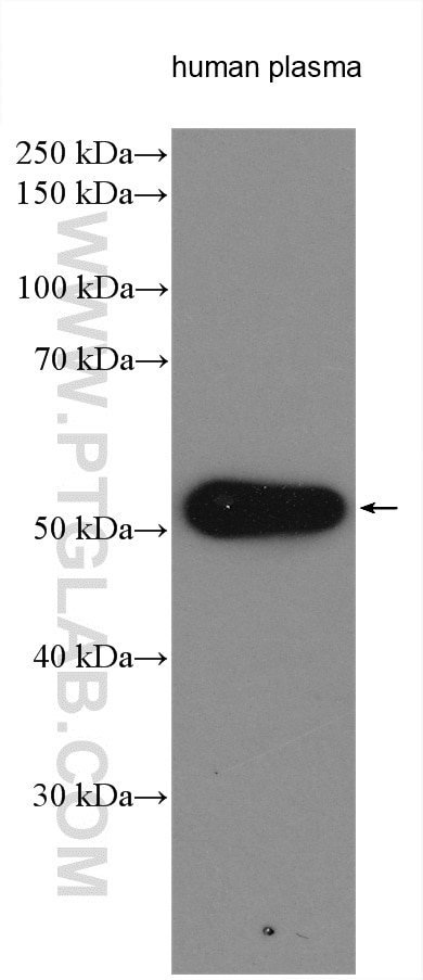 Western Blot (WB) analysis of various lysates using Biotin-conjugated Human IgG Heavy chain Monoclonal (Biotin-67760)