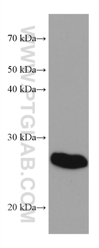 Western Blot (WB) analysis of human plasma using Human IgG Kappa chain Monoclonal antibody (67761-1-Ig)