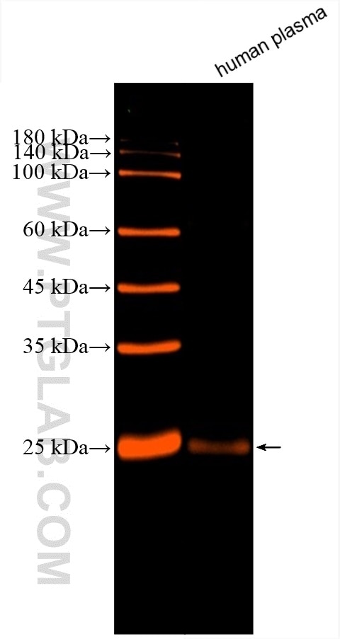 Western Blot (WB) analysis of various lysates using CoraLite® Plus 647-conjugated Human IgG Kappa chai (CL647-67761)