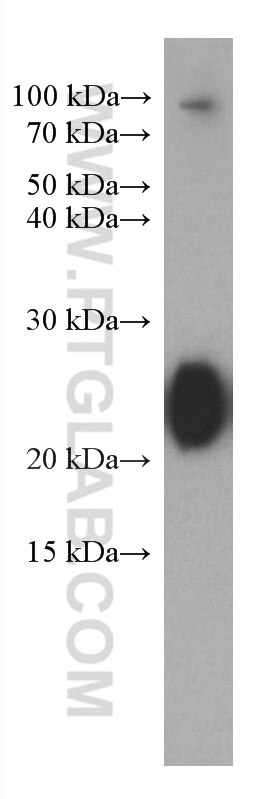 Western Blot (WB) analysis of human plasma using Human IgG lambda chain Monoclonal antibody (67762-1-Ig)
