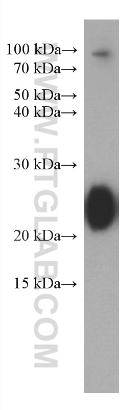 Western Blot (WB) analysis of human plasma using Human IgG lambda chain Monoclonal antibody (67762-1-Ig)