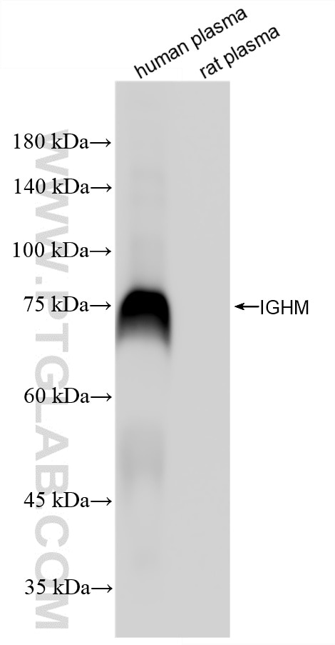WB analysis using 87380-1-RR Western Blot (WB) analysis of various lysates using Human IgM Recombinant monoclonal antibody (87380-1-RR)