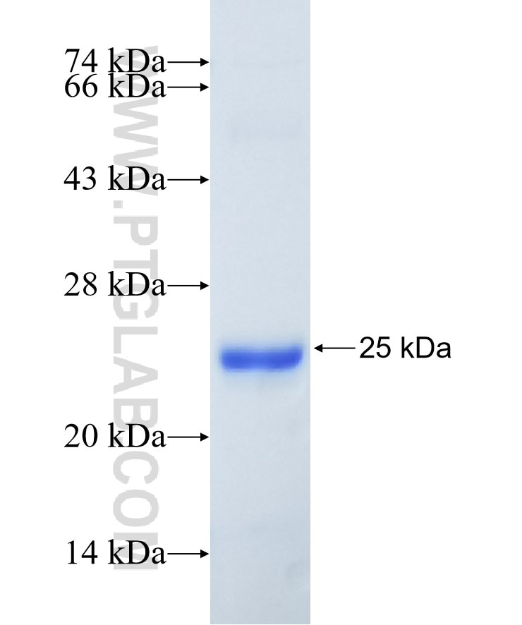 Huntingtin fusion protein Ag25922 SDS-PAGE