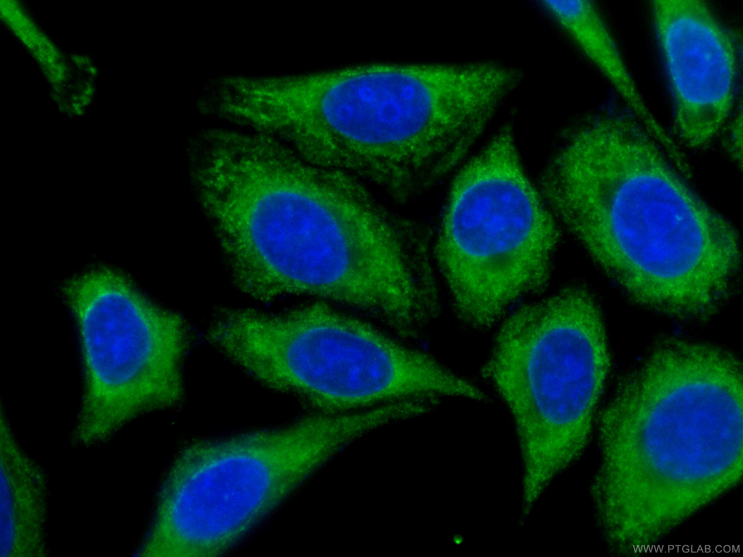 Immunofluorescence (IF) / fluorescent staining of HepG2 cells using CoraLite® Plus 488-conjugated IA-2/PTPRN Monoclona (CL488-66045)