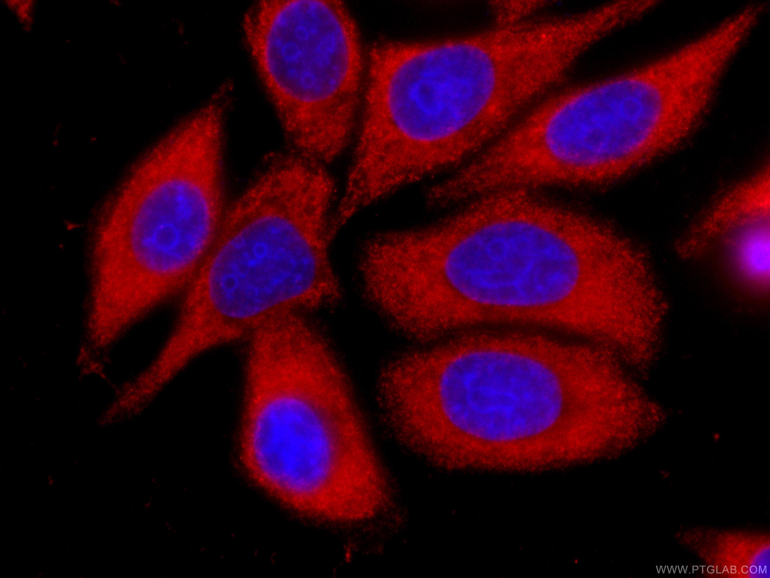 Immunofluorescence (IF) / fluorescent staining of HepG2 cells using CoraLite®594-conjugated IA-2/PTPRN Monoclonal anti (CL594-66045)