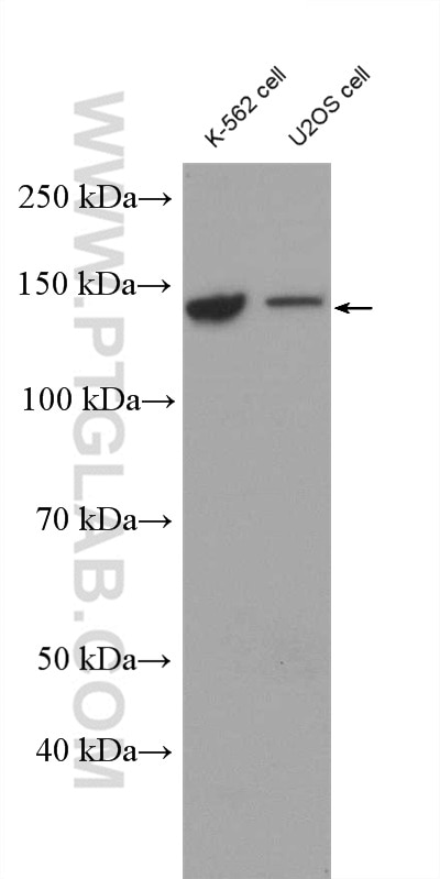 Western Blot (WB) analysis of various lysates using IARS Polyclonal antibody (26942-1-AP)