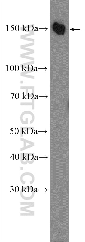 WB analysis of K-562 using 26942-1-AP