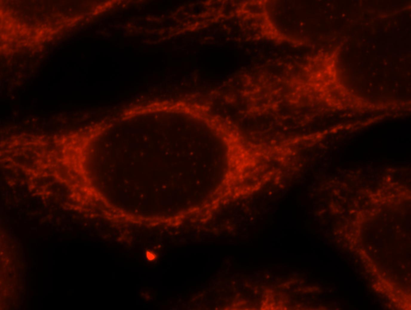 Immunofluorescence (IF) / fluorescent staining of HepG2 cells using IARS2 Polyclonal antibody (17170-1-AP)