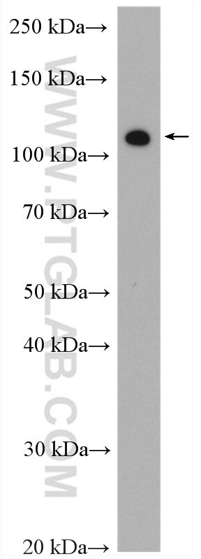Western Blot (WB) analysis of mouse lung tissue using IARS2 Polyclonal antibody (17170-1-AP)