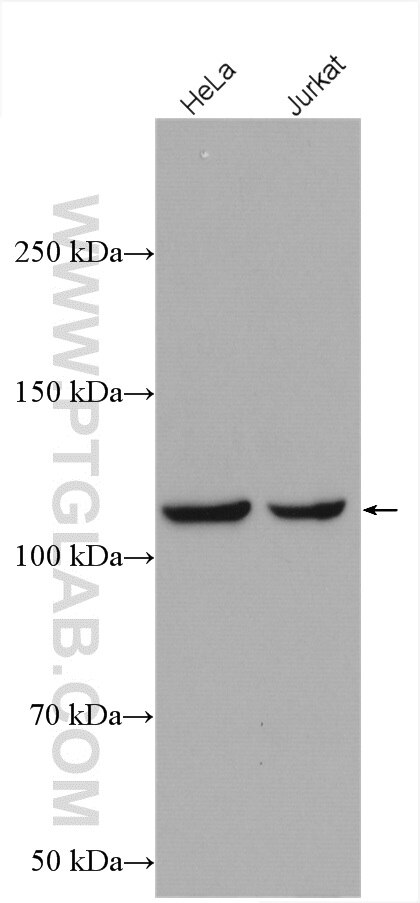 Western Blot (WB) analysis of various lysates using IARS2 Polyclonal antibody (17170-1-AP)