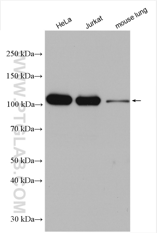 Western Blot (WB) analysis of various lysates using IARS2 Polyclonal antibody (17170-1-AP)