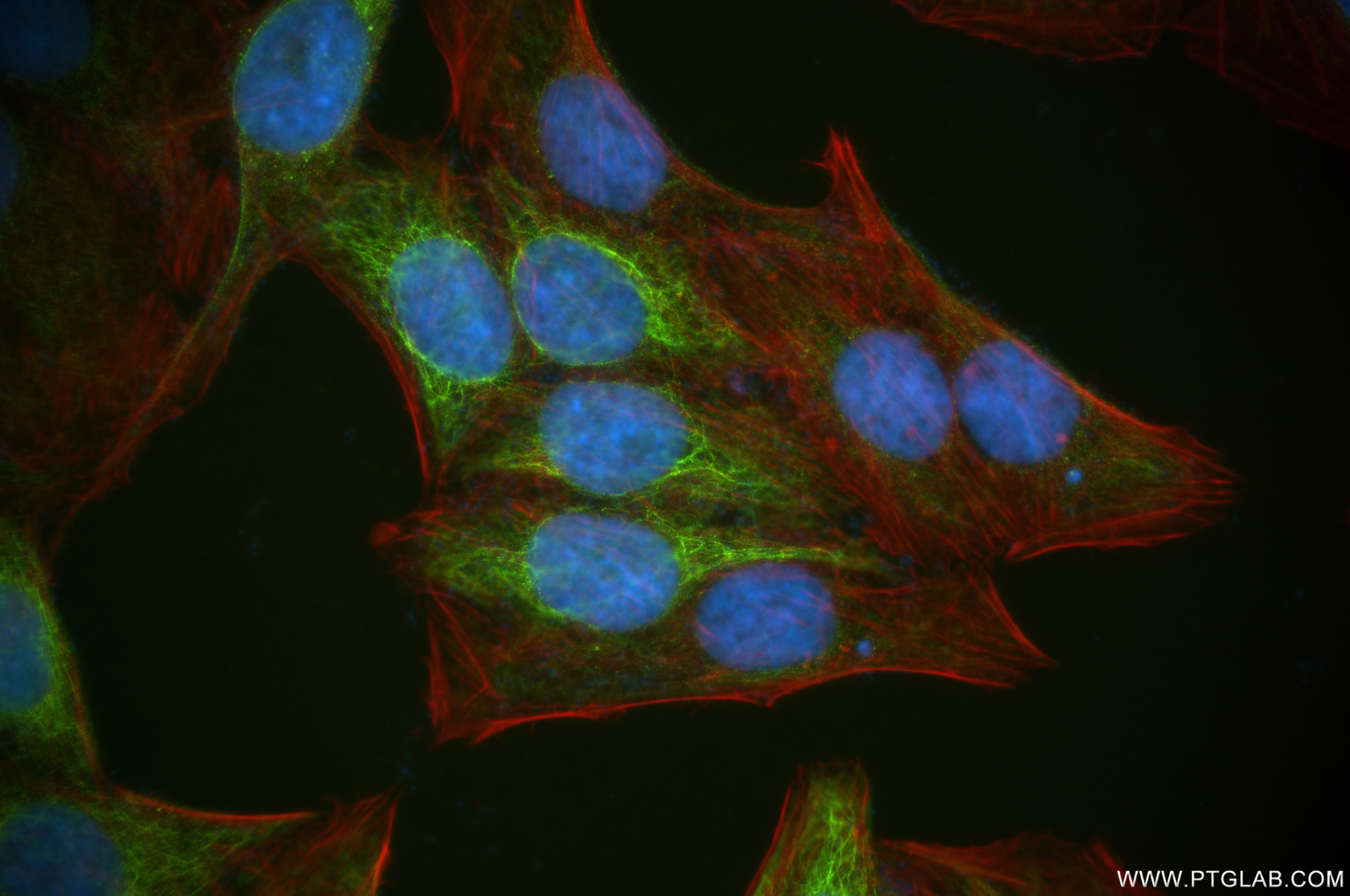 Immunofluorescence (IF) / fluorescent staining of HepG2 cells using IARS2 Recombinant antibody (84764-5-RR)