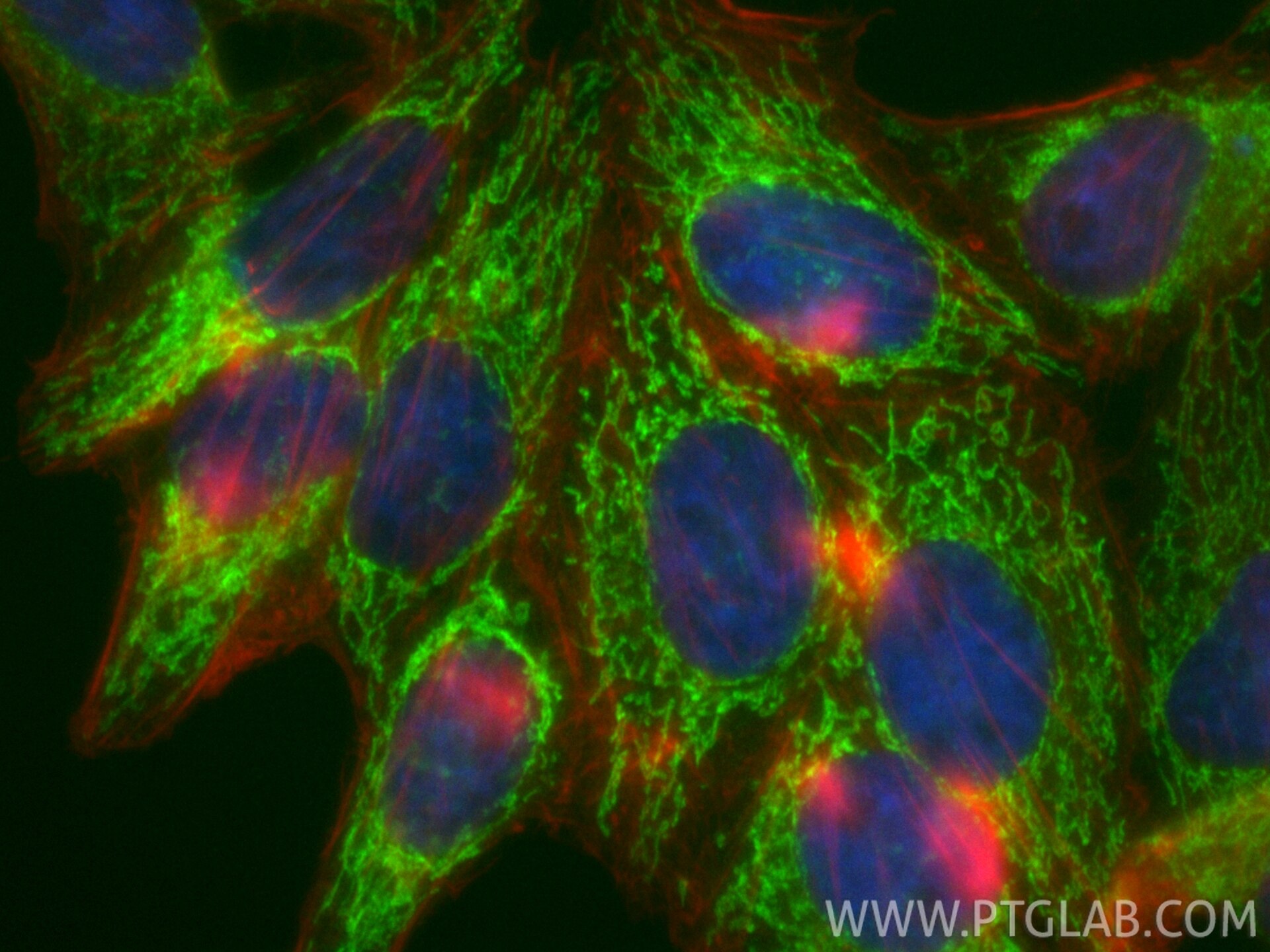 Immunofluorescent analysis of (4% PFA) fixed HepG2 cells using CoraLite® Plus 488 IARS2 antibody (CL488-84764-5, Clone: 242219G4 ) at dilution of 1:200, CL594-phalloidin (red). Immunofluorescence (IF) / fluorescent staining of HepG2 cells using CoraLite® Plus 488-conjugated IARS2 Recombinant mo (CL488-84764-5)