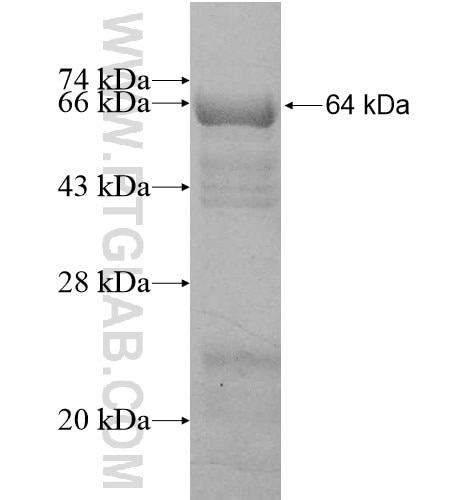 IARS2 fusion protein Ag10696 SDS-PAGE