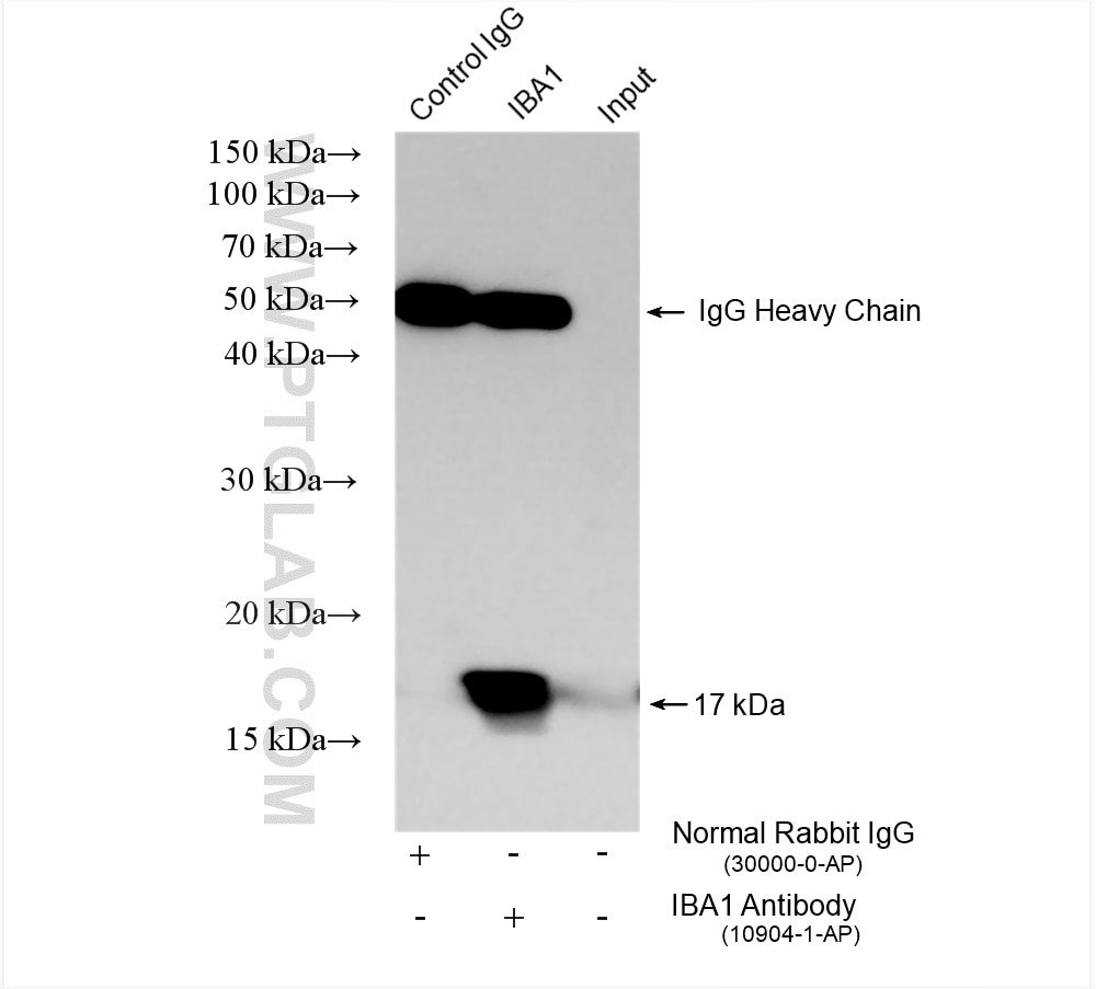 Immunoprecipitation (IP) experiment of THP-1 cells using IBA1 Polyclonal antibody (10904-1-AP)