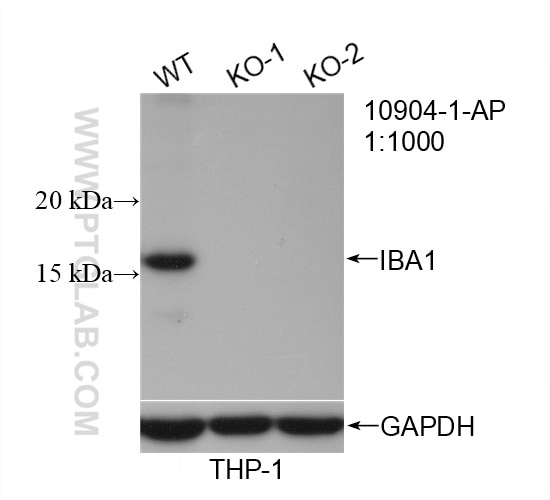 Western Blot (WB) analysis of THP-1 cells using IBA1 Polyclonal antibody (10904-1-AP)