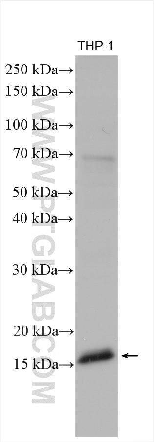 Western Blot (WB) analysis of THP-1 cells using IBA1 Polyclonal antibody (26177-1-AP)