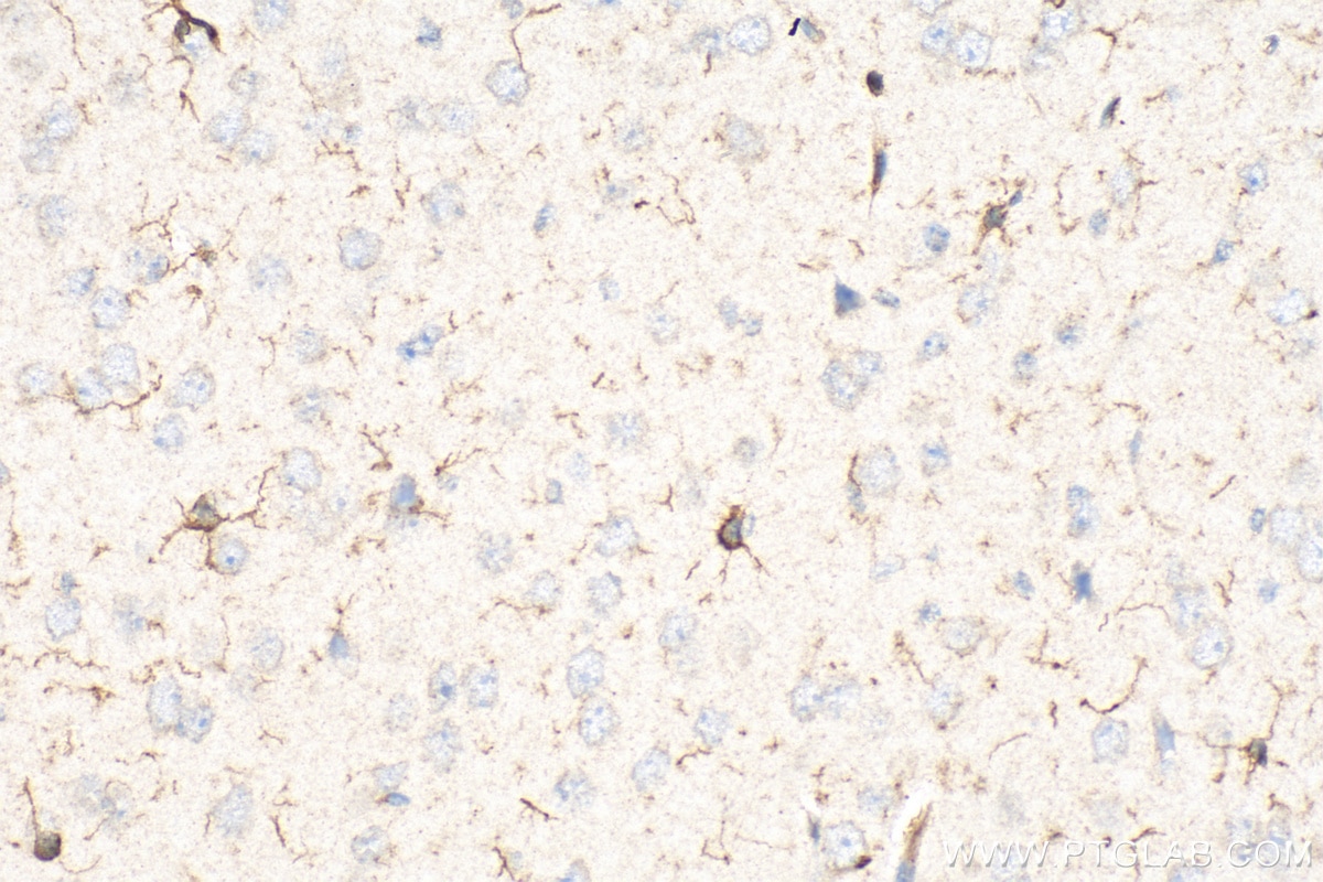 Immunohistochemistry (IHC) staining of mouse brain tissue using IBA1 Polyclonal antibody (30523-1-AP)
