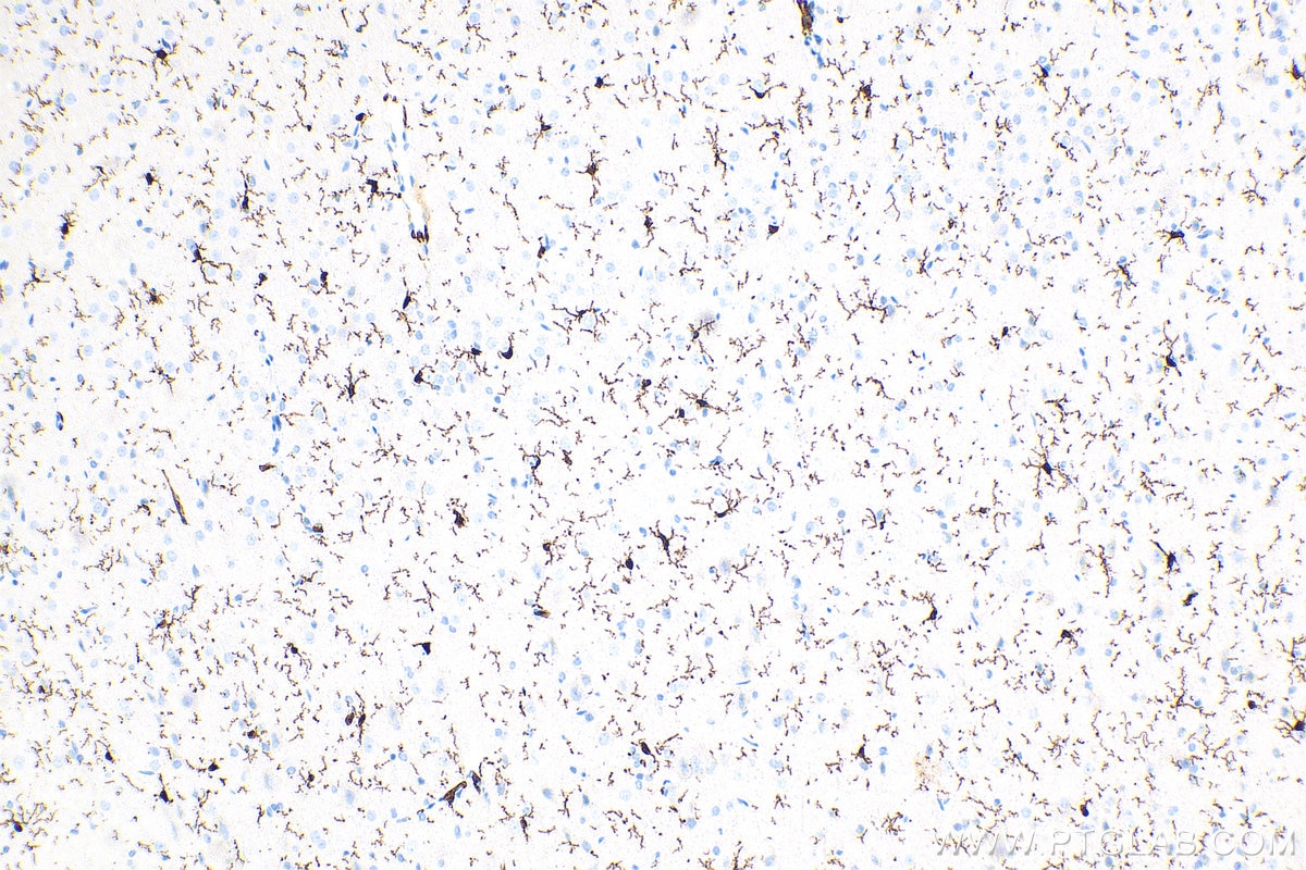 IHC staining of rat brain using 81728-1-RR