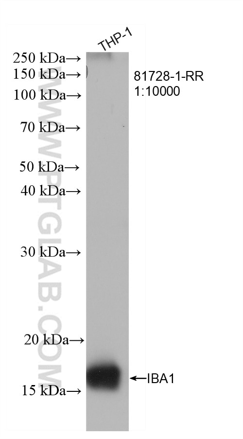 Western Blot (WB) analysis of THP-1 cells using IBA1 Recombinant antibody (81728-1-RR)