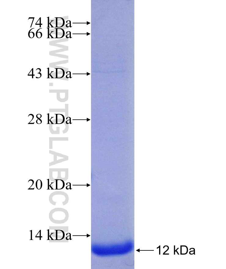 IBA1 fusion protein Ag24000 SDS-PAGE