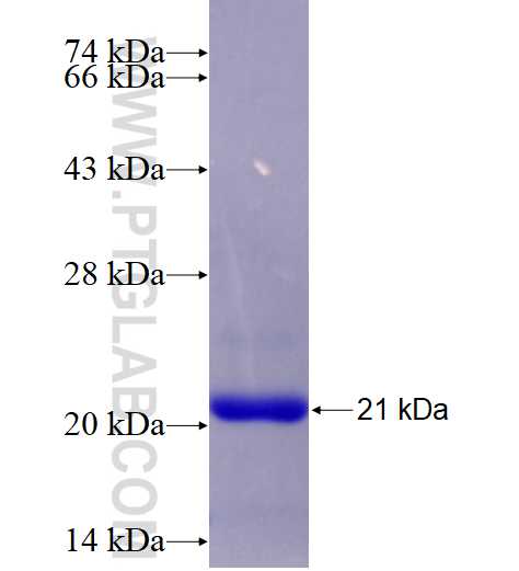 IBA1 fusion protein Ag28236 SDS-PAGE