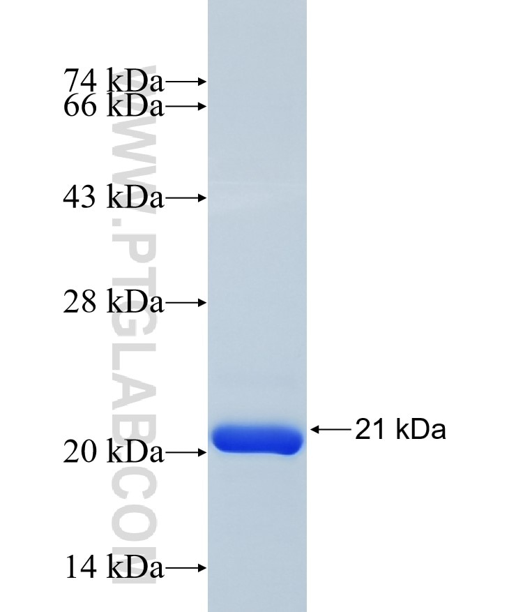 IBA1 fusion protein Ag28236 SDS-PAGE