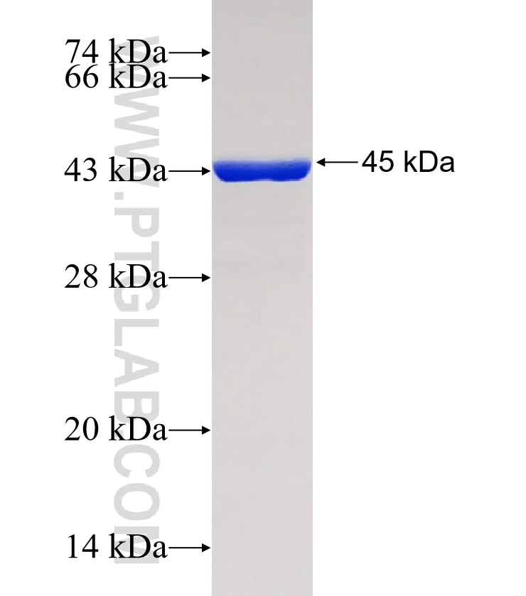 IBA1 fusion protein Ag1363 SDS-PAGE