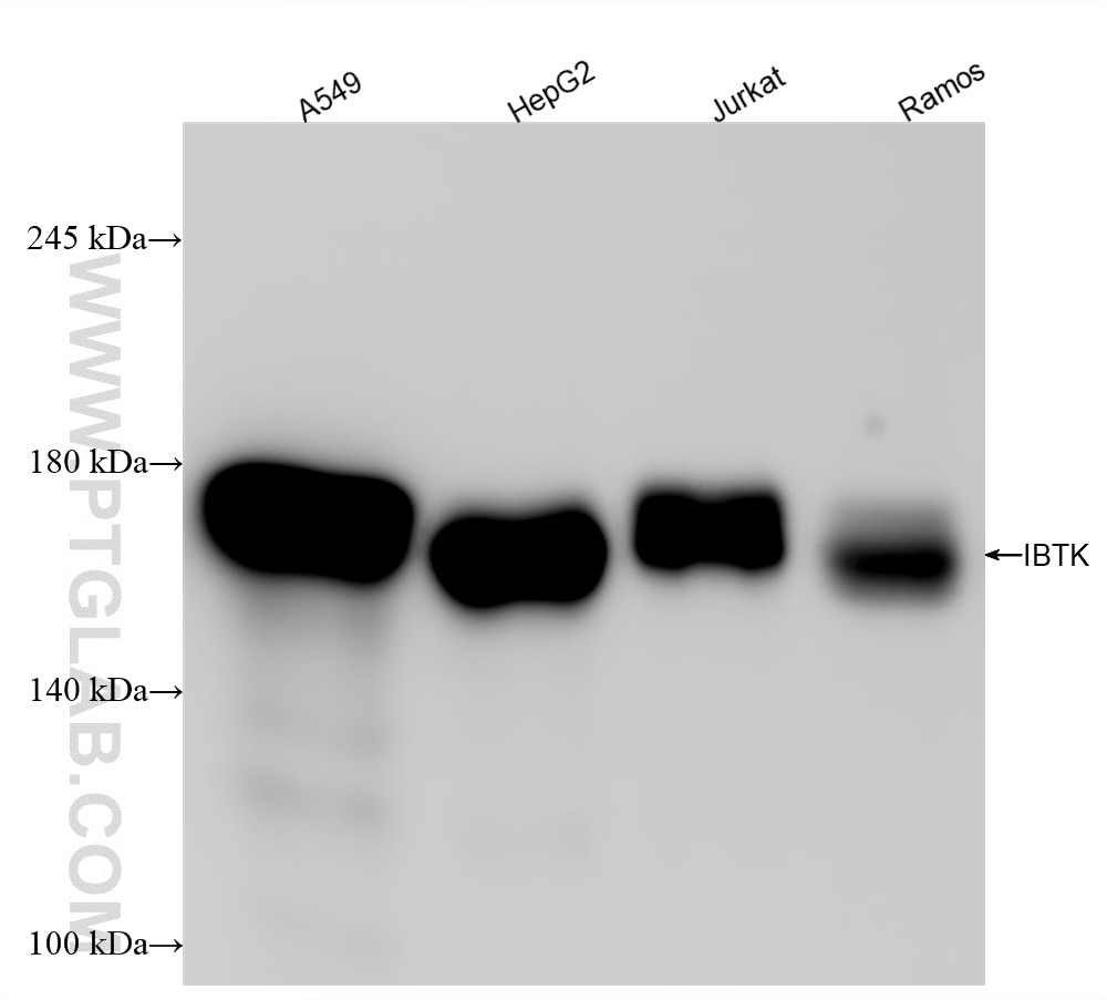 Western Blot (WB) analysis of various lysates using IBTK Recombinant antibody (84706-4-RR)