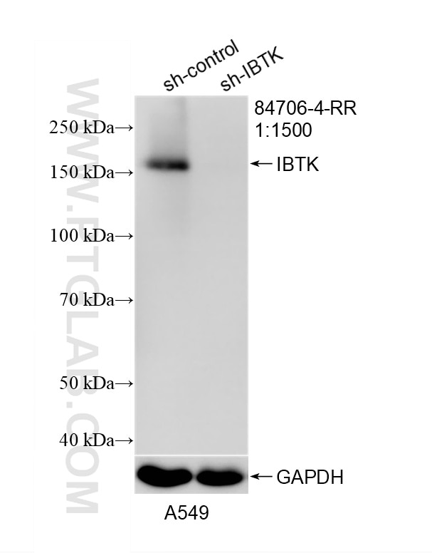 Western Blot (WB) analysis of A549 cells using IBTK Recombinant monoclonal antibody (84706-4-RR)