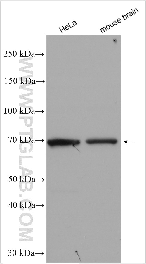 Western Blot (WB) analysis of various lysates using ICA1L Polyclonal antibody (18021-1-AP)