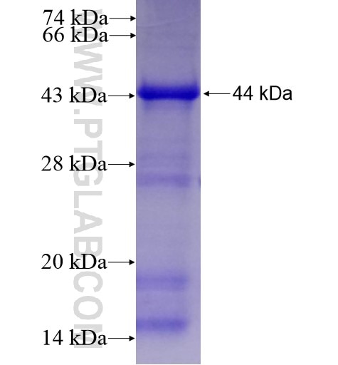 ICA1L fusion protein Ag12570 SDS-PAGE