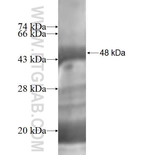 ICA1L fusion protein Ag2276 SDS-PAGE